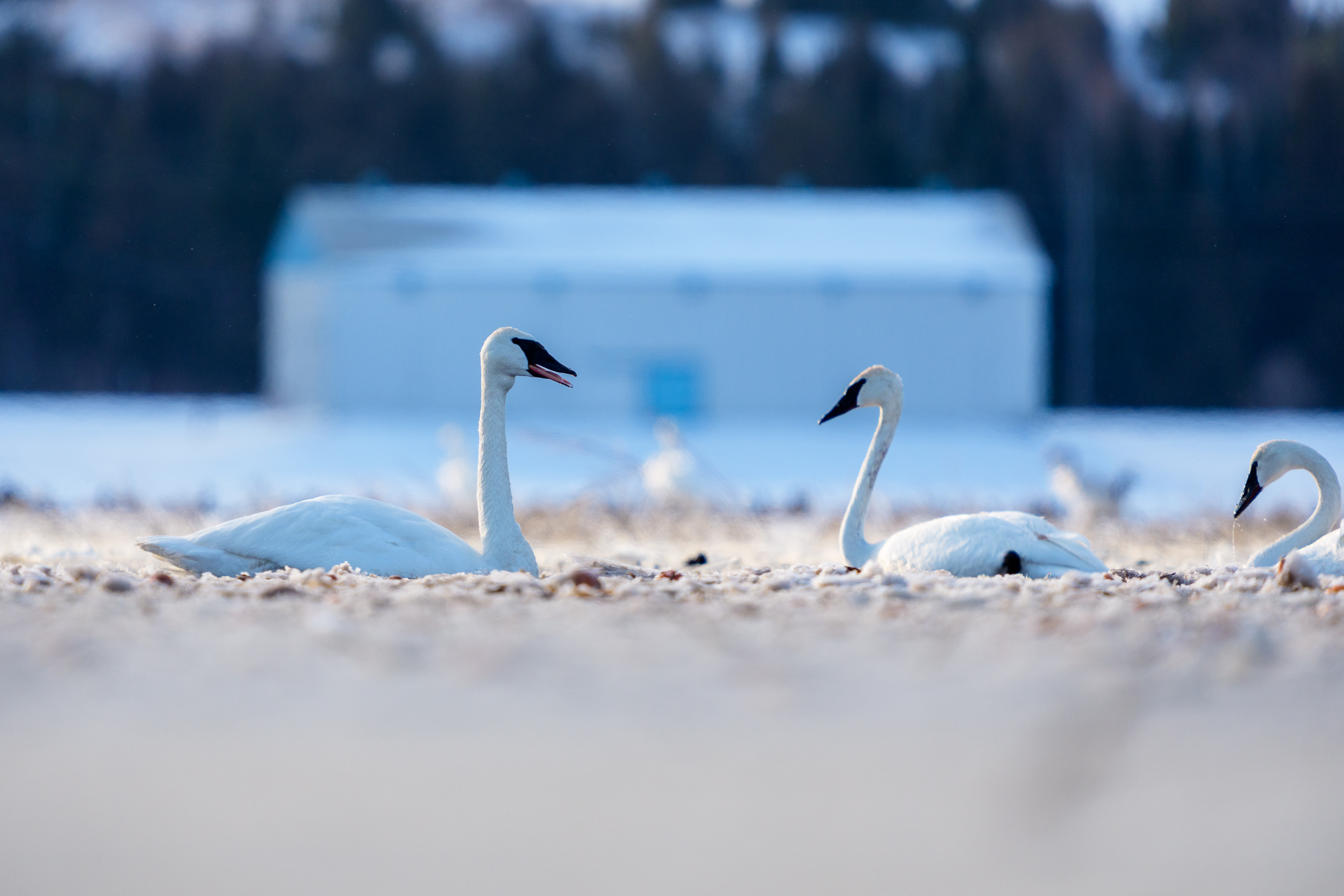 Wings of the North: A Migratory Sanctuary in Holland Landing detail 3