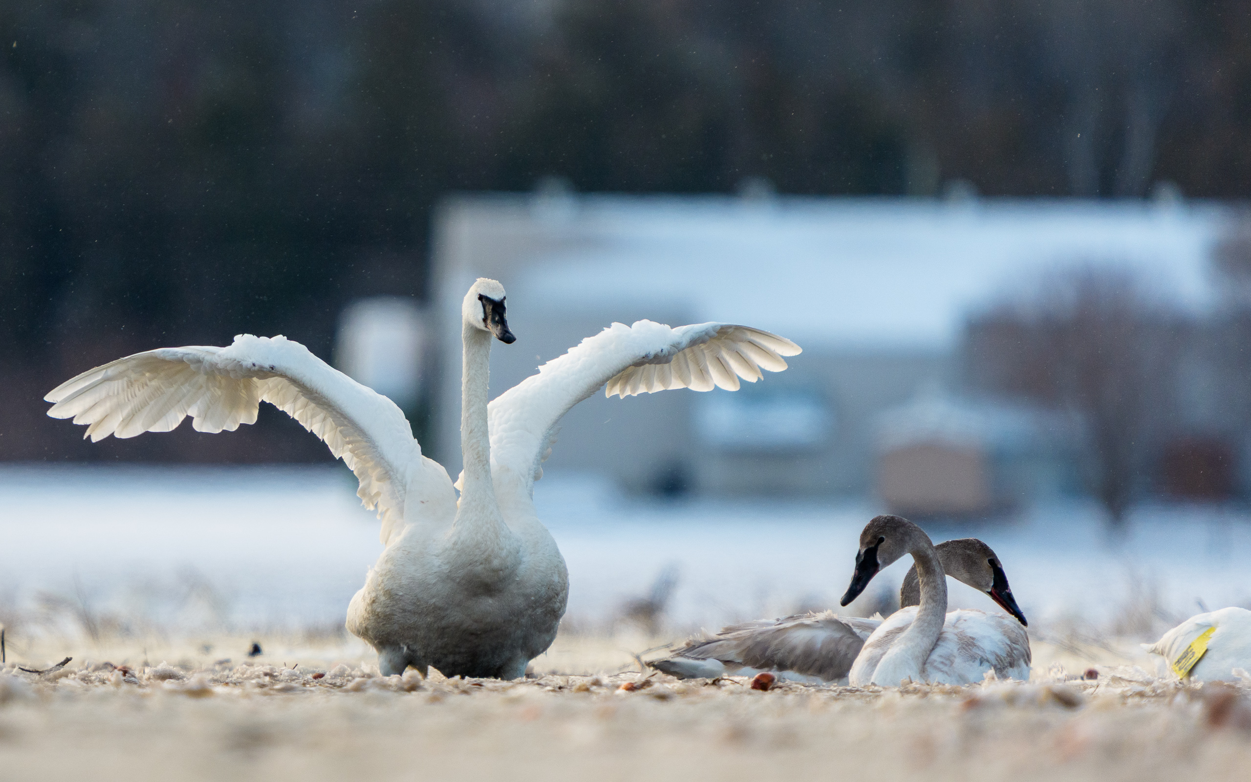 Wings of the North: A Migratory Sanctuary in Holland Landing detail 4