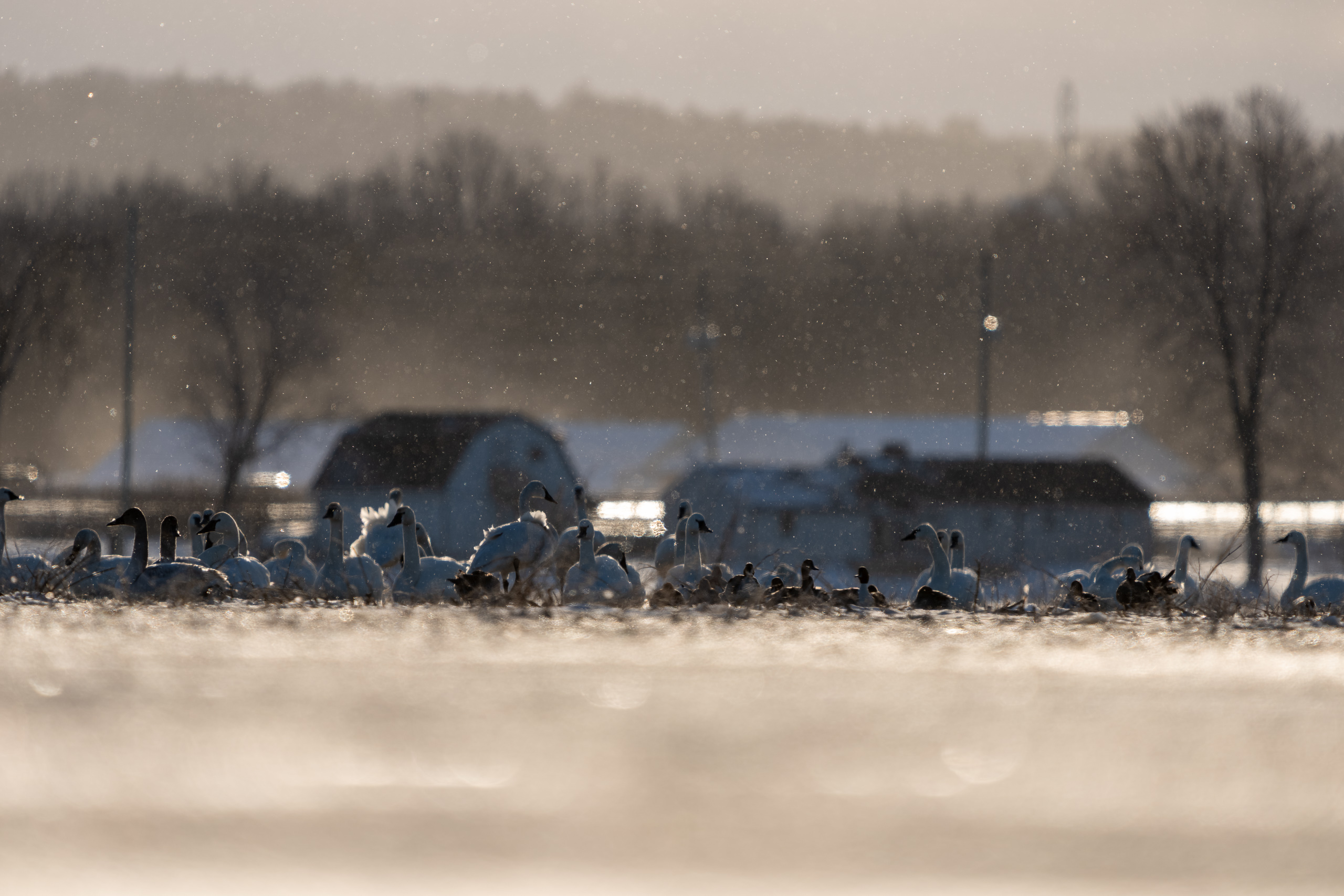Wings of the North: A Migratory Sanctuary in Holland Landing