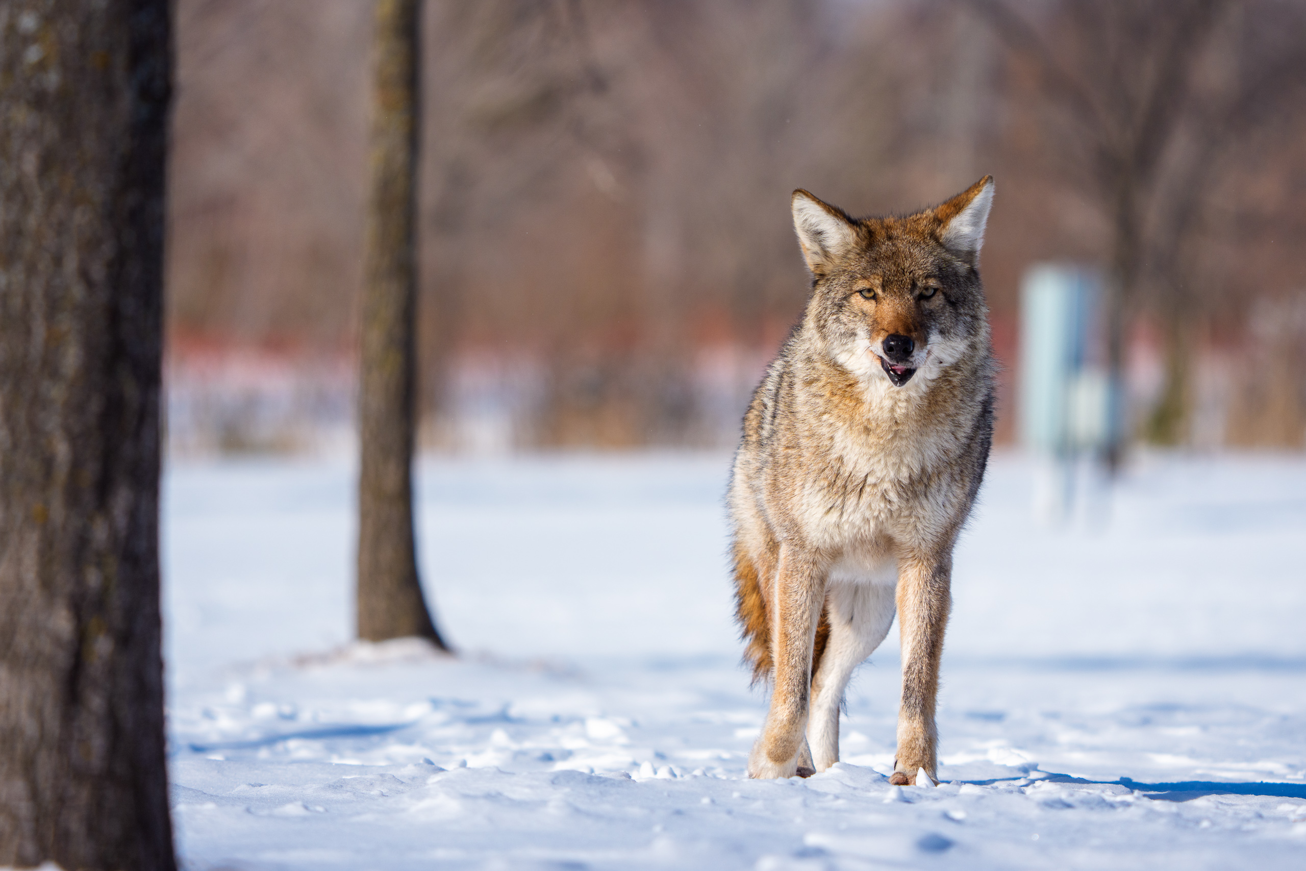 Eastern Coyote Study I