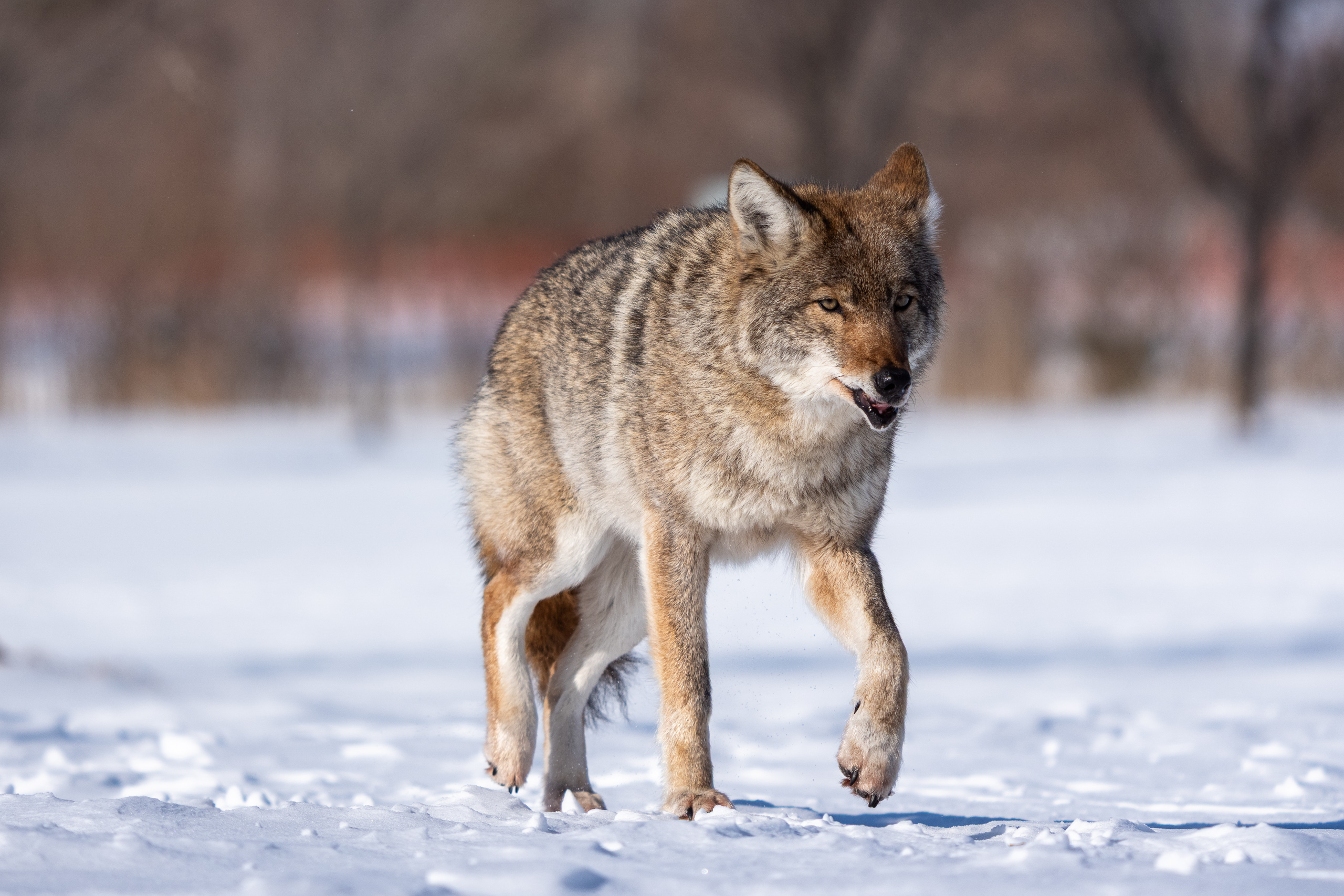 Eastern Coyote Study II