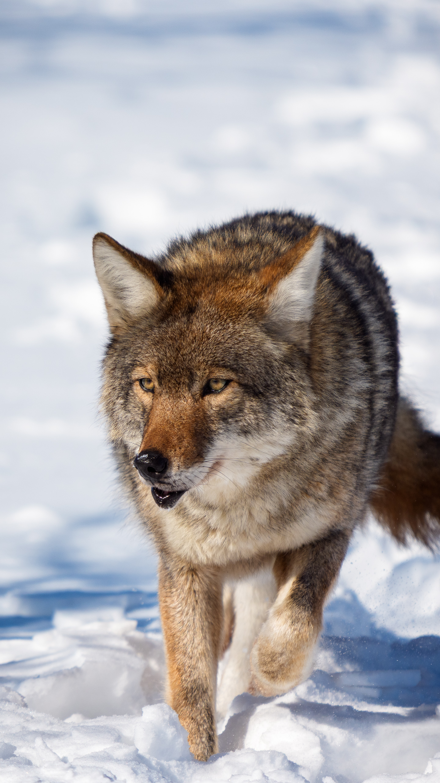 Eastern Coyote Study III