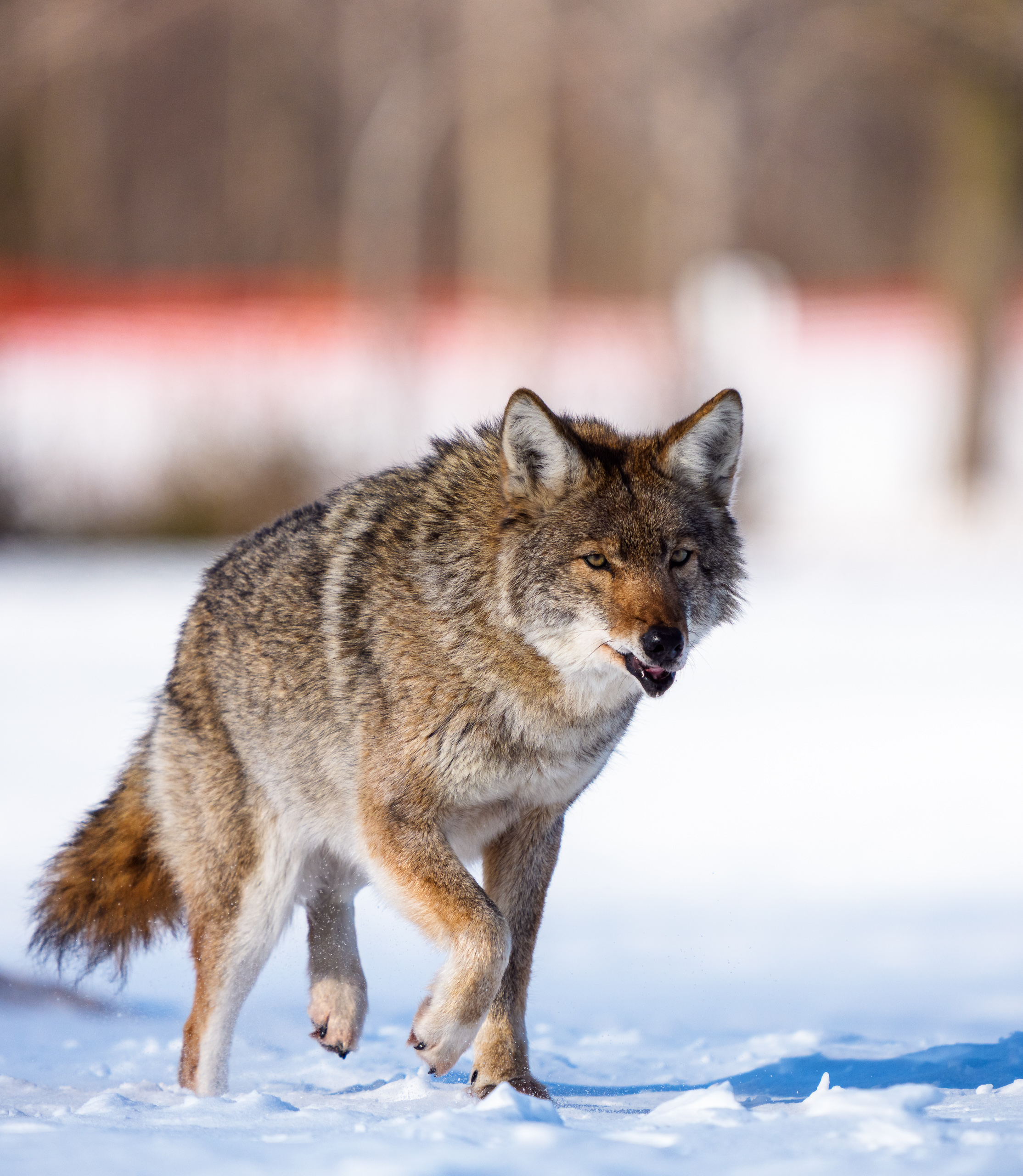 Eastern Coyote