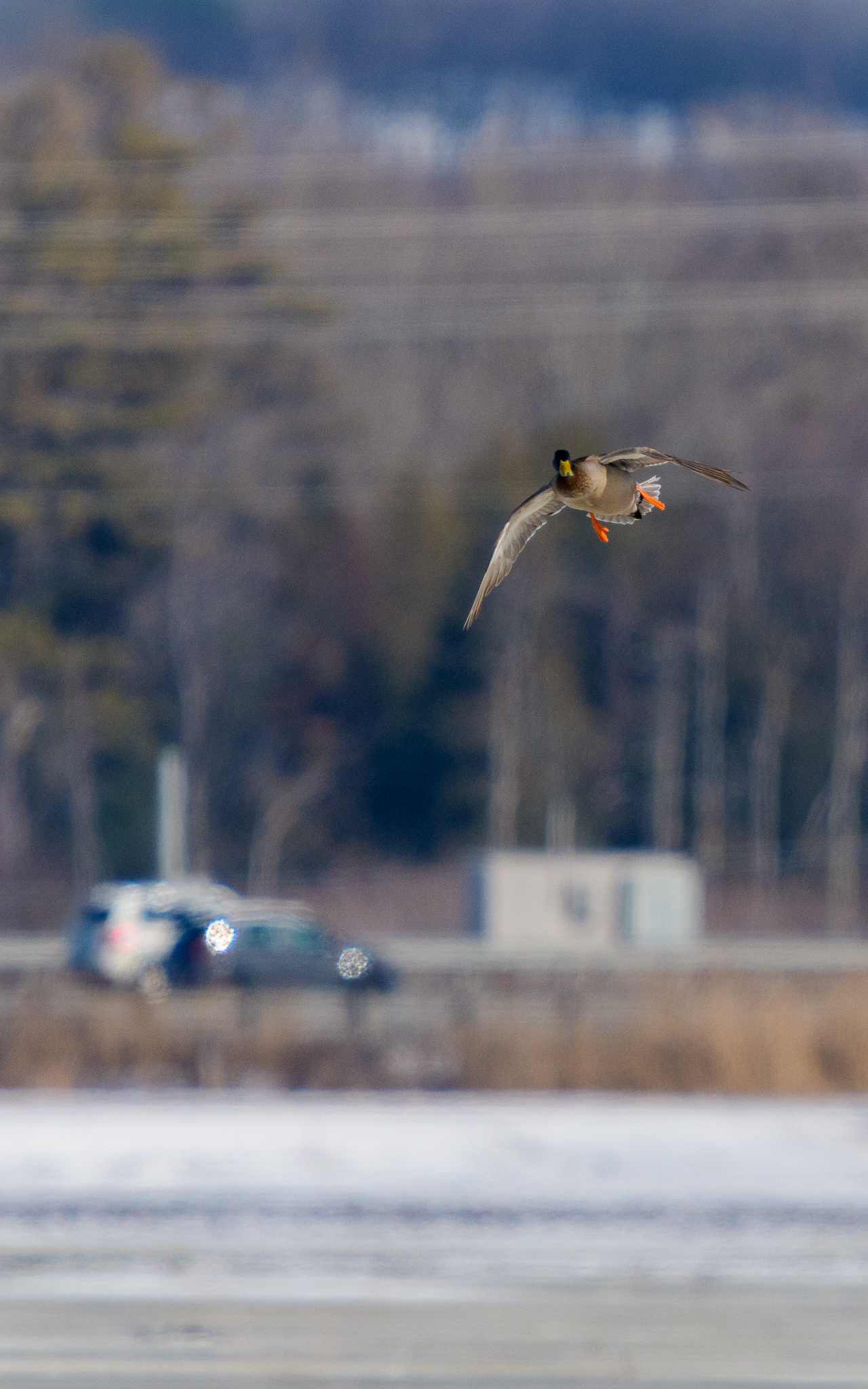 Mallard at Holacin Road