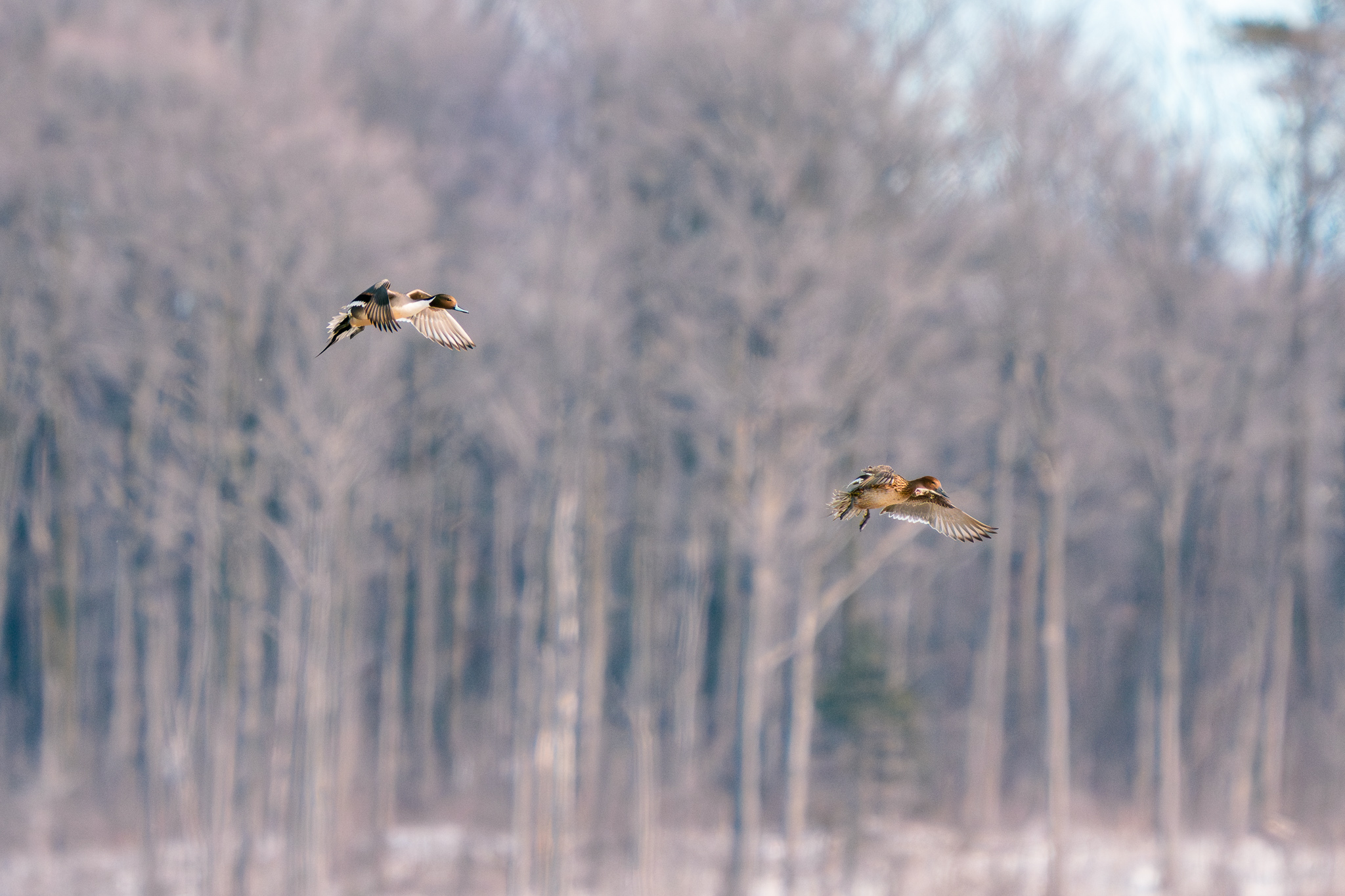 Northern Pintails
