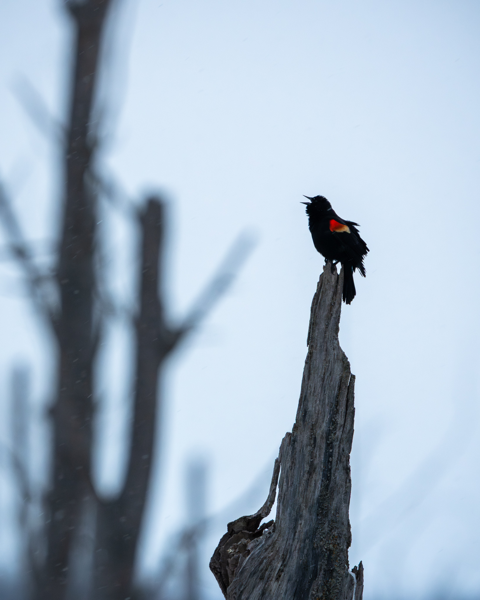 Red-winged Blackbird